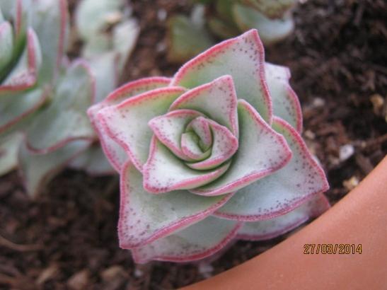 Name:  crassula perforata1.jpg
Views: 1666
Size:  27.8 KB