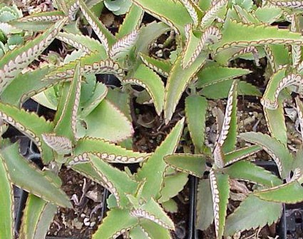 Name:  kalanchoe d.3.jpg
Views: 1883
Size:  66.7 KB