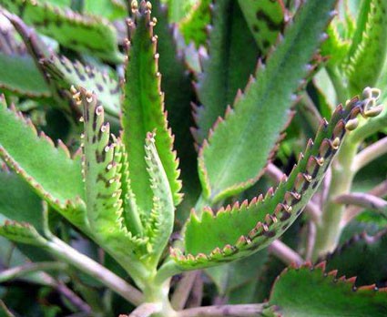 Name:  Kalanchoe_daigremontiana4-.jpg
Views: 3018
Size:  49.4 KB