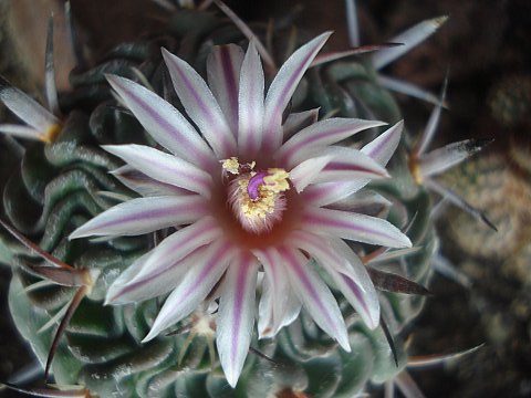Name:  DSC05030.jpg
Views: 1330
Size:  55.5 KB