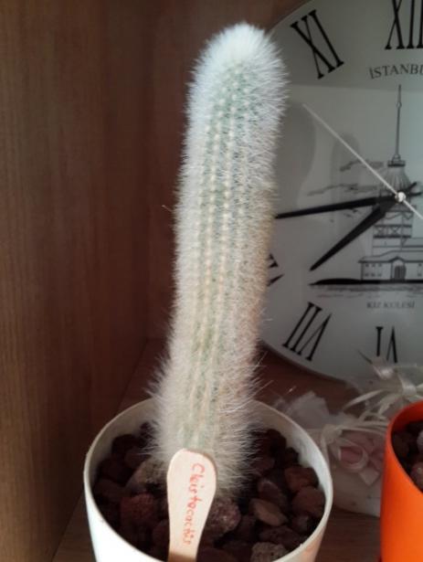 Name:  cleistocactus strausii.jpg
Views: 1512
Size:  28.0 KB