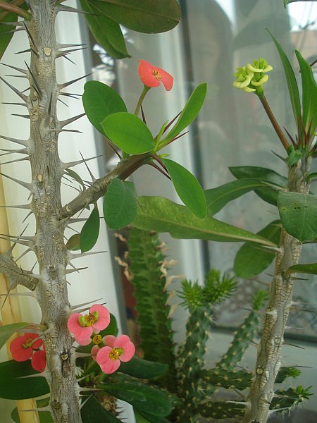 Name:  DSC05194.jpg
Views: 1195
Size:  64.6 KB