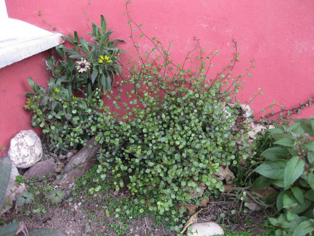 Name:  IMG_8997.jpg
Views: 622
Size:  69.9 KB