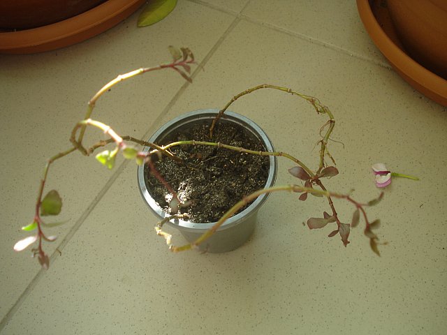 Name:  DSC05274.jpg
Views: 1851
Size:  55.8 KB