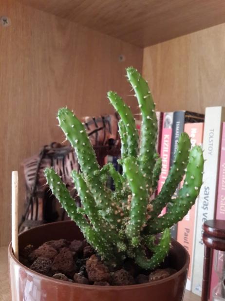Name:  Opuntia species.jpg
Views: 1929
Size:  38.4 KB