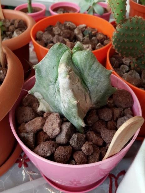 Name:  Stenocereus pruinosus.jpg
Views: 1131
Size:  43.6 KB