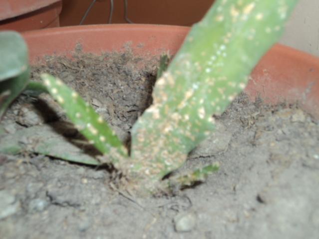 Name:  DSC03248.jpg
Views: 652
Size:  32.0 KB