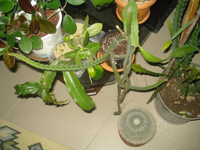 Name:  DSC05456.jpg
Views: 1460
Size:  64.6 KB