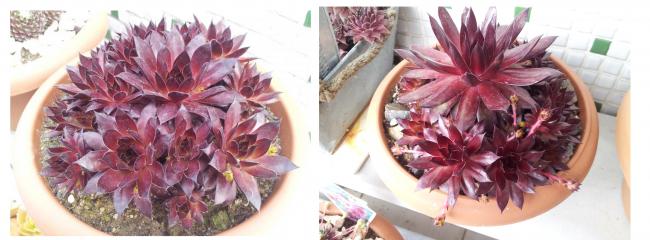 Name:  20140510_160836.jpg
Views: 841
Size:  33.2 KB