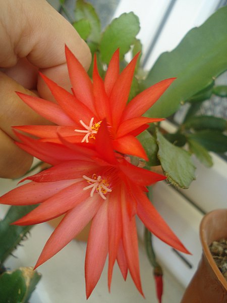 Name:  DSC05537.jpg
Views: 1351
Size:  41.4 KB