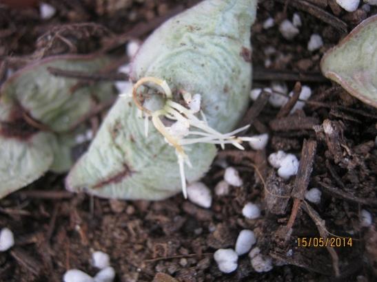 Name:  crassula perforata yaprak.jpg
Views: 1267
Size:  34.6 KB