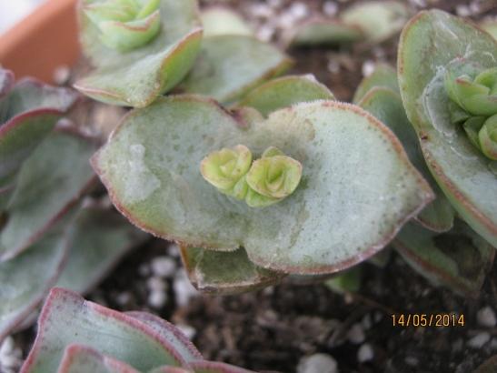 Name:  crassula perforata1.jpg
Views: 1237
Size:  28.8 KB