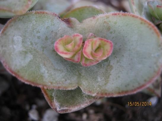 Name:  crassula perforata2.jpg
Views: 1214
Size:  25.5 KB
