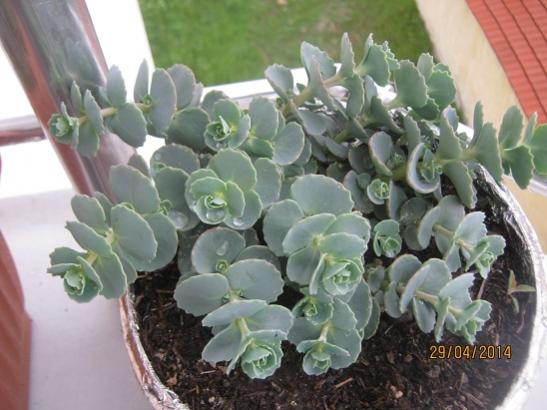 Name:  sedum sieboldii.jpg
Views: 1549
Size:  38.9 KB