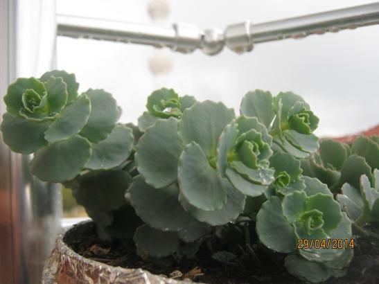 Name:  sedum sieboldii1.jpg
Views: 1441
Size:  26.1 KB