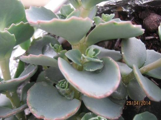 Name:  sedum sieboldii2.jpg
Views: 1431
Size:  30.2 KB