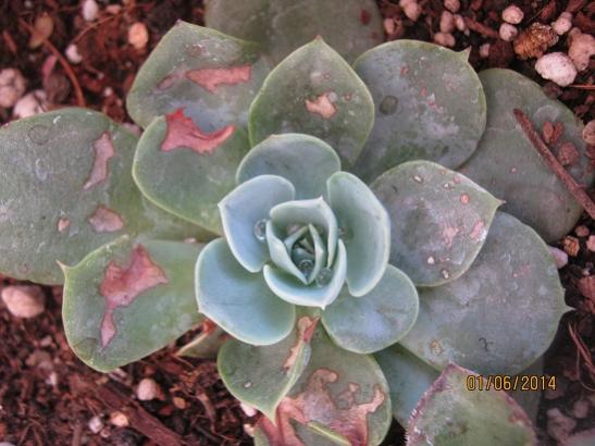 Name:  echeveria.jpg
Views: 1476
Size:  39.0 KB