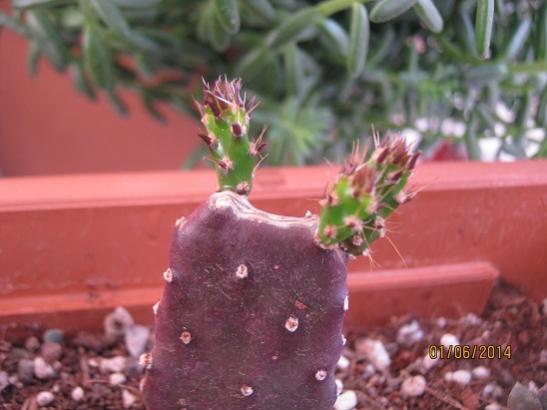 Name:  opuntia monocantha.jpg
Views: 1208
Size:  30.5 KB