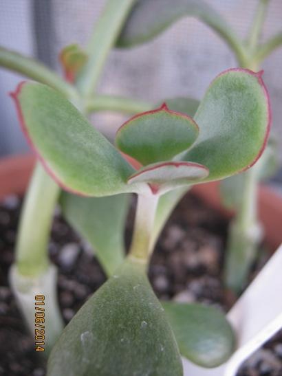 Name:  cotyledon.jpg
Views: 1490
Size:  22.3 KB