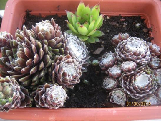 Name:  pamuklu sempervivum1.jpg
Views: 1233
Size:  48.4 KB