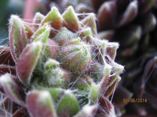 Name:  p. sempervivum.jpg
Views: 1211
Size:  34.1 KB