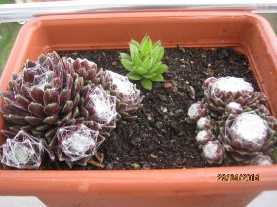 Name:  pamuklu sempervivum-----.jpg
Views: 1216
Size:  42.3 KB
