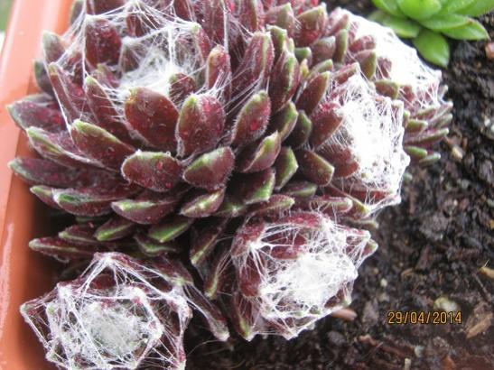 Name:  pamuklu sempervivum.jpg
Views: 1302
Size:  52.2 KB