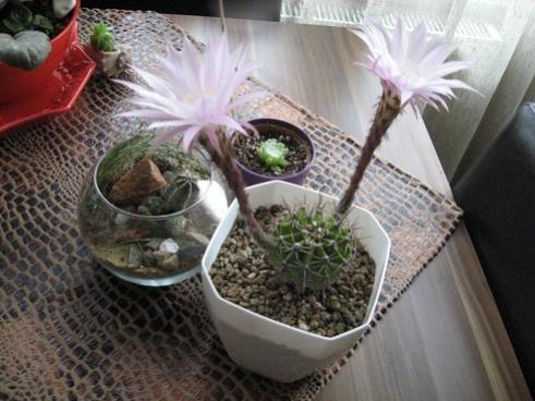 Name:  010.jpg
Views: 737
Size:  34.3 KB