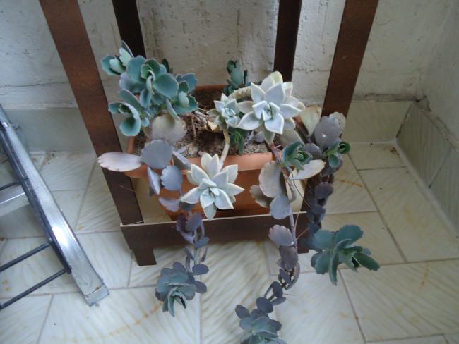 Name:  DSC00609.jpg
Views: 621
Size:  41.0 KB