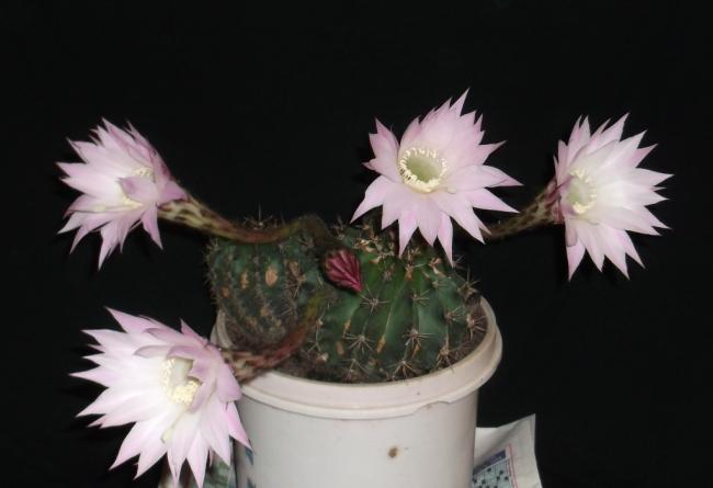 Name:  DSCF5096.jpg
Views: 1296
Size:  25.5 KB
