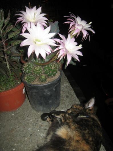 Name:  IMG_1225.jpg
Views: 949
Size:  30.1 KB