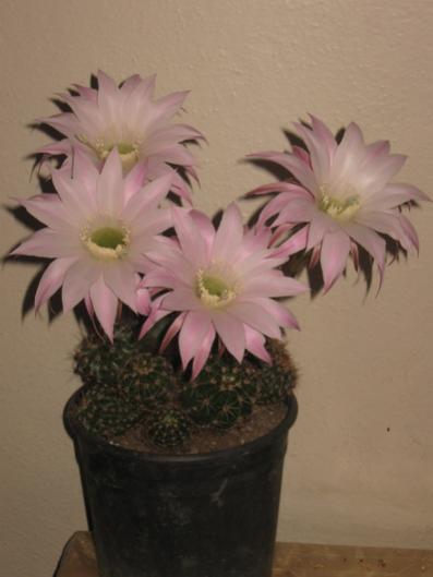 Name:  IMG_1217.jpg
Views: 953
Size:  21.3 KB