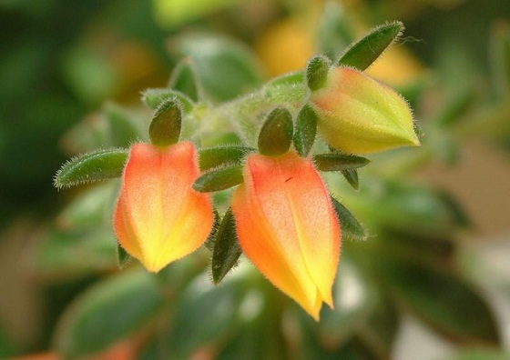 Name:  echeveria setosa.jpg
Views: 590
Size:  61.7 KB