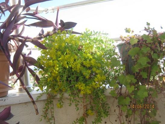 Name:  sedum sarmentosum.jpg
Views: 1180
Size:  42.2 KB