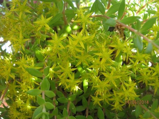 Name:  sedum sarmentosum1.jpg
Views: 1269
Size:  46.6 KB