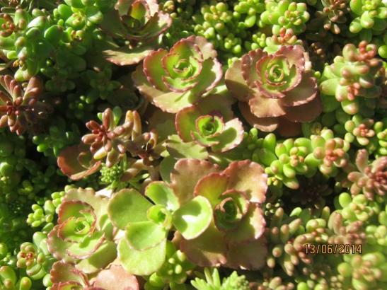 Name:  sedum spurium.jpg
Views: 1171
Size:  51.0 KB