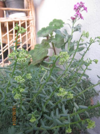 Name:  sedum album1.jpg
Views: 1174
Size:  38.6 KB