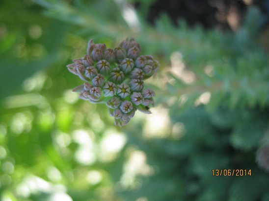 Name:  sedum reflxum1.jpg
Views: 1141
Size:  60.4 KB