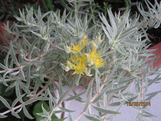 Name:  sedum lineare.jpg
Views: 1138
Size:  43.9 KB