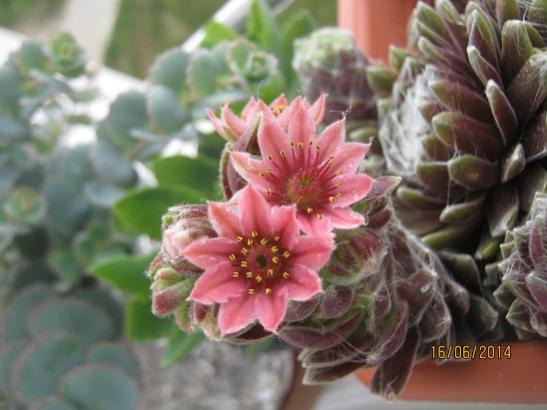 Name:  sempervivum.jpg
Views: 1390
Size:  33.7 KB