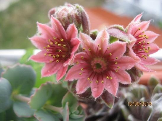 Name:  sempervivum 1.jpg
Views: 1512
Size:  29.7 KB