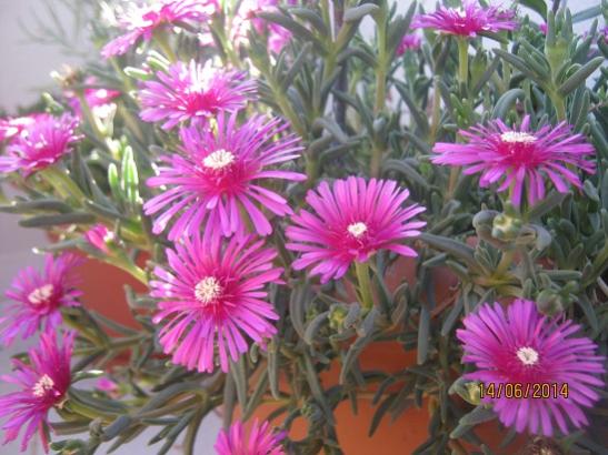 Name:  delosperma.jpg
Views: 1103
Size:  46.5 KB