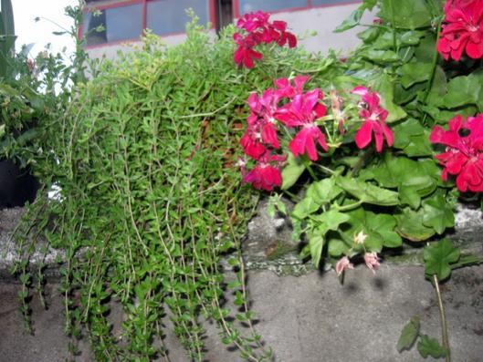 Name:  IMG_1457.jpg
Views: 925
Size:  51.7 KB