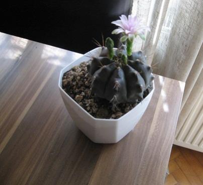 Name:  004.jpg
Views: 516
Size:  20.1 KB