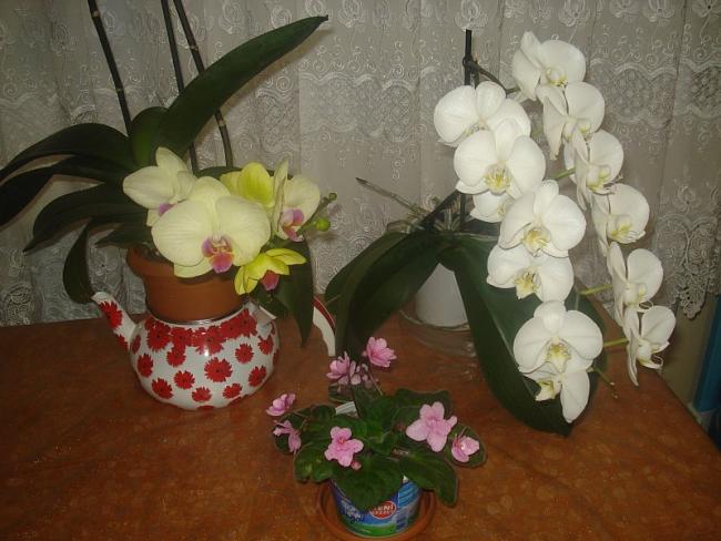 Name:  DSC06912.jpg
Views: 1021
Size:  47.5 KB