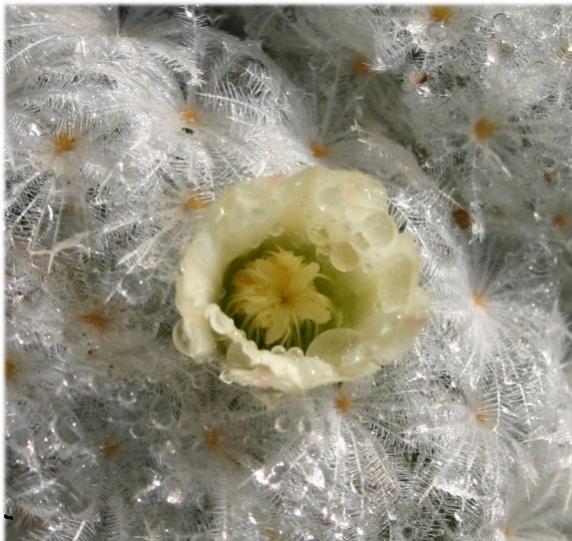 Name:  Mammillaria p.jpg
Views: 504
Size:  53.7 KB