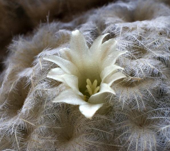 Name:  mammillaria_plumosa.jpg
Views: 514
Size:  61.1 KB