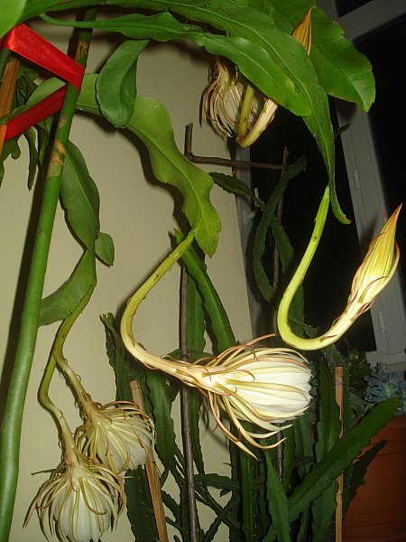 Name:  DSC07025.jpg
Views: 986
Size:  67.6 KB