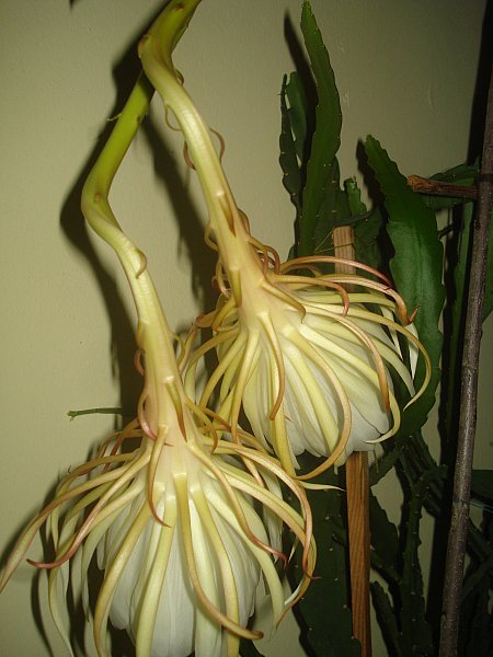 Name:  DSC07028.jpg
Views: 951
Size:  55.8 KB