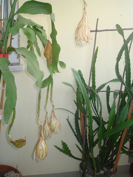 Name:  DSC07062.jpg
Views: 1478
Size:  56.3 KB